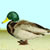 duck.jpg (1293 bytes)